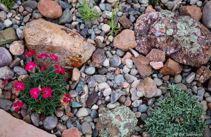 cheerful pollinator santa fe garden design